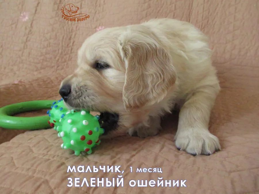 1 месяц. Мальчик ЗЕЛЕНЫЙ ошейничек
