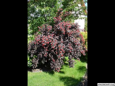 Пузыреплодник калинолистный Дьябло