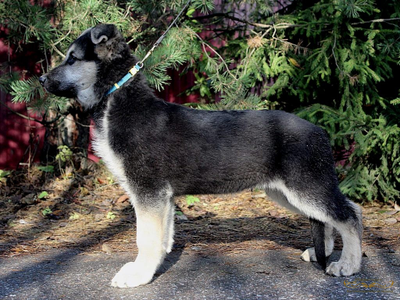 Щенок от Велибора х Вивьен Райд