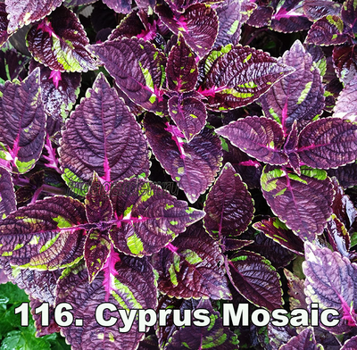 Колеус Cyprus Mosaic