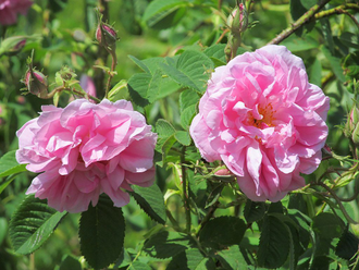 Роза крымская (Rosa gallica) абсолю, Крым (1 г)