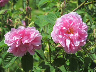 Роза крымская (Rosa gallica) абсолю, Крым (5 г)