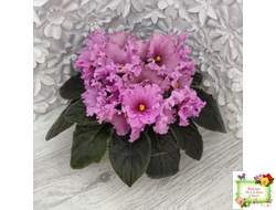 НК-Фанфан Тюльпан (Н.Козак) 2018 г. (лонг листва)