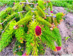 Ель обыкновенная Акрокона - Фото 5 - красовский-сад.рф