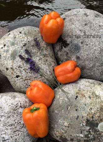 Оранжевый мармелад / Orange marmalade