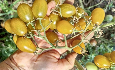 Томат черри Янтарные клавиши (Amber Keyes), США