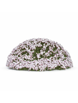 стриженые Абелия блестящая 01 05