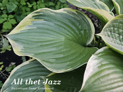 Хоста All that Jazz