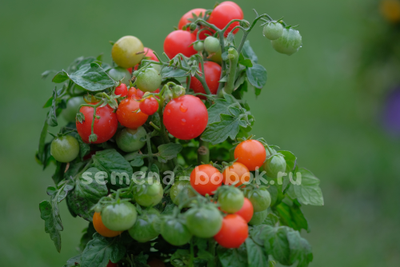Томат Бушмен красный, 10 шт