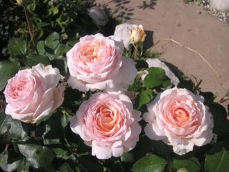 Андре ле Нотр роза