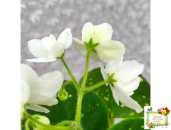 ШН-Космическая Фея (Н. Шушакова) 2019 г.