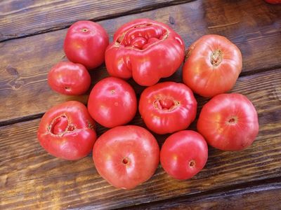 Томат Польская гордость Марджа (Marge’s Polish Pride) Канада