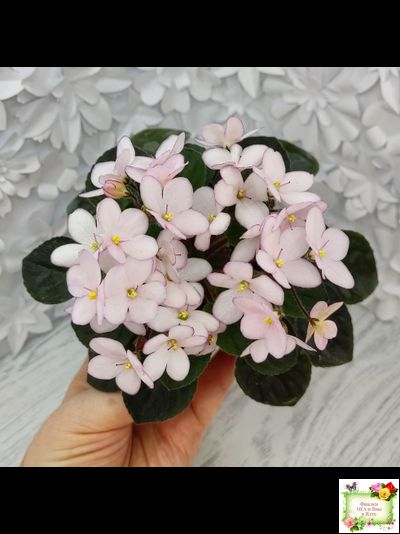 Н-Дюймовочка (Н. Бердникова)