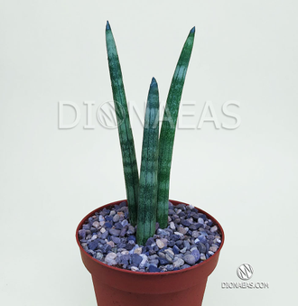 Sansevieria Cylindrica - Сансевиерия Цилиндрика, Сансевиера цилиндрическая, Африканское копье, тещин язык, щучий хвост