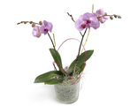 Фалаенопсис -орхидея в горшке