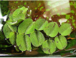 Сальвиния  плавающая