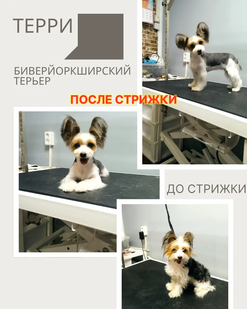 Биверйоркширский терьер ТЕРРИ