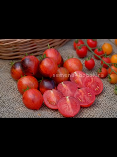 Томат Dwarf Shadow Boxing (Гном Бой с тенью), 10 шт