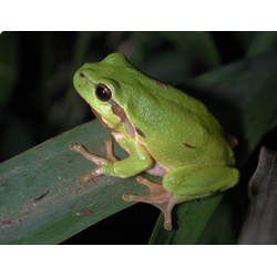 Квакша обыкновенная (Hyla arborea)