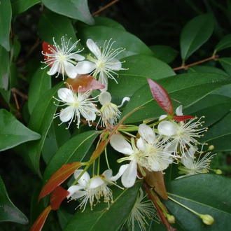 Копайба, Копайский бальзам (Copaifera officinalis) Бразилия, 5 мл - 100% натуральное эфирное масло