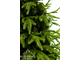 Искусственная елка Шервуд 150 см, литые хвоя+пвх
