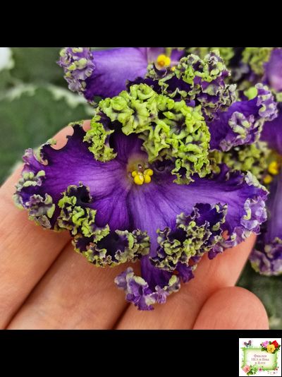 ЛЕ-Галатея Люкс (Е. Лебецкая) 2019 г.