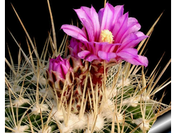 Echinofossulocactus rosasianus - 5 семян