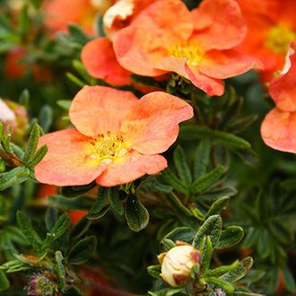 Ред Айс лапчатка кустарниковая (Potentilla fruticosa Red Ace)(15-30/3л)