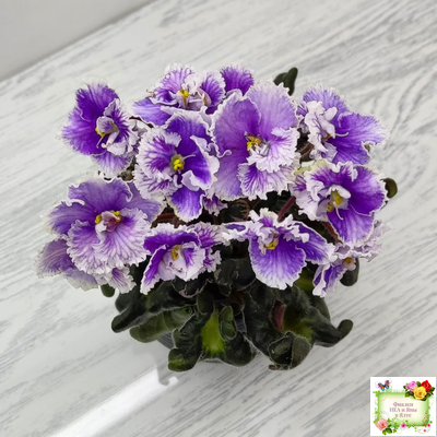 Н-Тет-а-Тет (Н. Бердникова) 2019 г. (лист укоренённый с деткой)