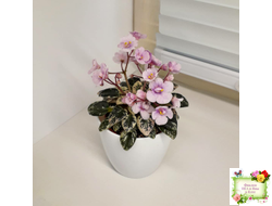 Precious Pixie (S.Sorano) (3 листа с детками в 1 стаканчике)