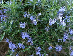 Розмарин хем. вербенон (Rosmarinus officinalis CT verbenon) Египет, 5 мл - 100% натуральное эфирное масло