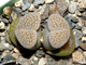 Lithops verruculosa v.glabra (Чехия) - 10 семян