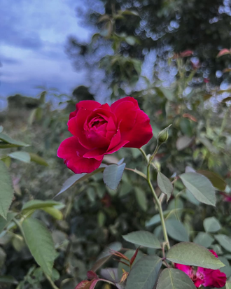 Таруни, Красная роза (Rosa indica) - 100% натуральное эфирное масло