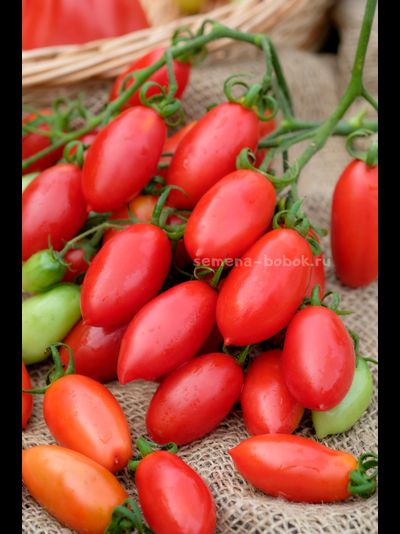 Томат Килечки, 10 шт