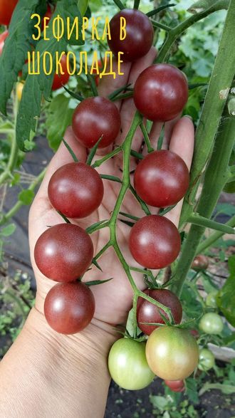 семена томаты "Зефирка в шоколаде" 10 шт.