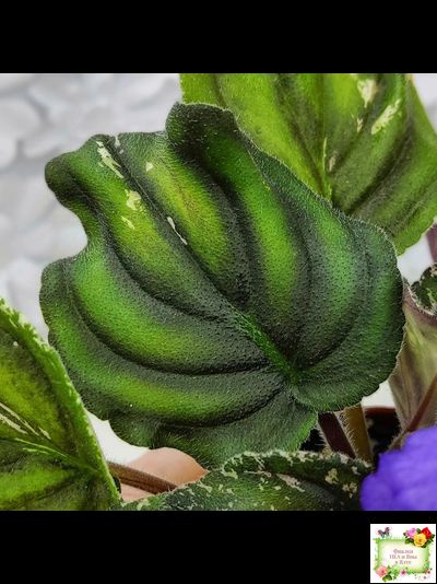 LV-БИГ (Л. Шевелева) 2024 г. трейлер (пасынок сорт посажен 15.08.25)