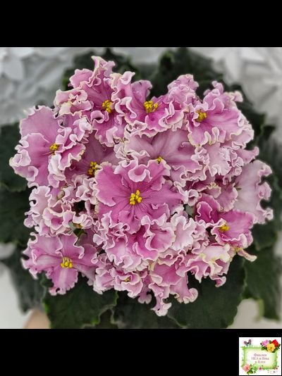 НД-Ливадия (Н. Данилова-Суворова) 2020 г.