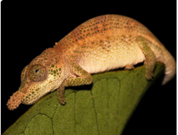 Хамелеон мадагаскарский носатый(Calumma nasutum)