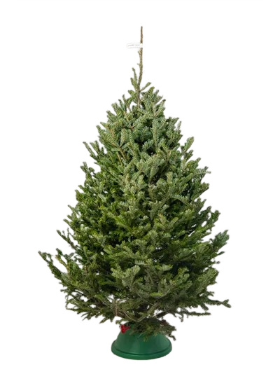 Пихта Фразера 2 - 2,25 м