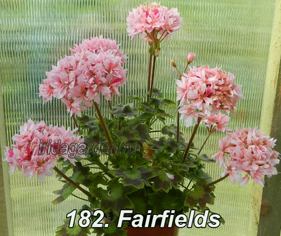 Пеларгония Fairfields