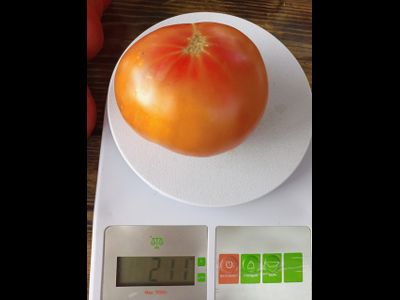 Томат Гном Удивительный (Dwarf Awesome, США, Австралия)