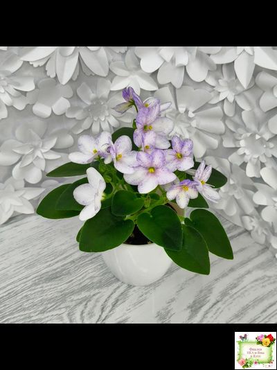 Белый Клоун (Е. и Я. Немчиновы) 2025 г. трейлер (пасынок укоренённый)