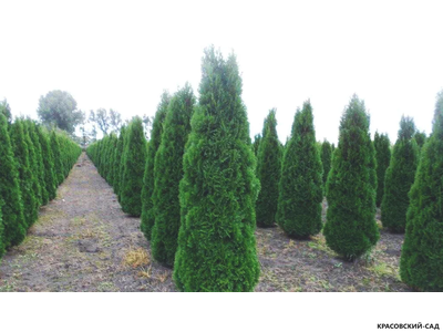 Туя Смарагд - Smaragd 2 метра