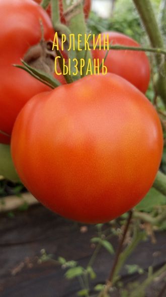 семена томаты "Арлекин. Сызрань"