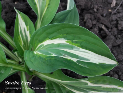 Хоста Snake Eyes