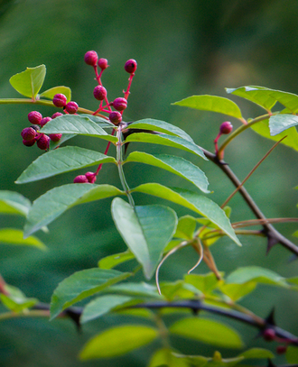 Перец сычуаньский/непальский (Zanthoxylum armatum) 5 мл - 100% натуральное эфирное масло