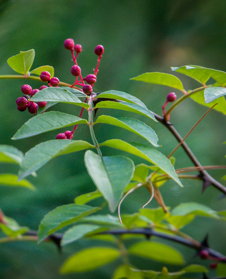 Перец сычуаньский/непальский (Xanthoxylum armatum) 10 мл - 100% натуральное эфирное масло