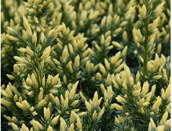 Можжевельник чешуйчатый Dream Joy, C2