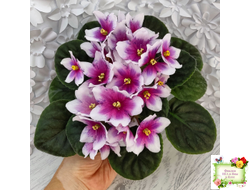 Dn-Райська Насолода (Д.Денисенко) химера (стартер сорт)