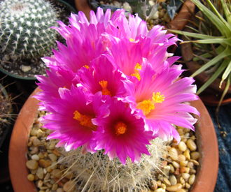 Thelocactus macdowellii - 5 семян